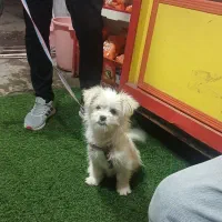 شیتزو|سگ|سراب, |دیوار