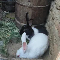 خرگوش فروشی|موش و خرگوش|زابل, |دیوار