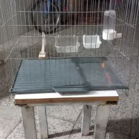 قفس پرنده و...