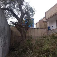 خریدچوب ودرخت قطع وهرس.حرس چوب سقفی|خدمات باغبانی و درختکاری|مشهد, دوست آباد|دیوار