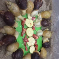 حلزون طبی آچاتینا آلبینو تراپی