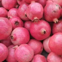 انار رباب