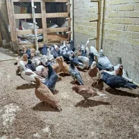 بارجدیدرسید|پرنده|اردکان, |دیوار