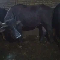 گاومیش نر گوشتی