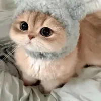 پذیرش سرپرستی گربه شما