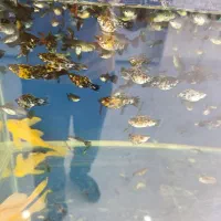 ماهی گوپی ومولی