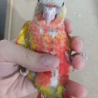 جوجه سرلاکی گیرینچیک اناناسی فول رد قرمز|پرنده|شهریار, شهریار|دیوار