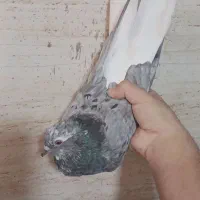 سرور دم سفید