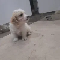 توله پامر ۳ ماهه