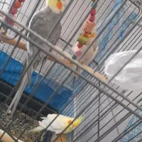 فروش طوطی عروس