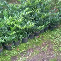 یاس هلندی سطل ۳نیم|خدمات باغبانی و درختکاری|رودسر, |دیوار