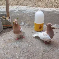 یک جفت کفتر کله زرد|پرنده|آشخانه, |دیوار