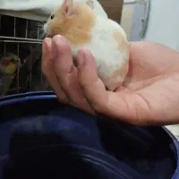 همستر|موش و خرگوش|محمدیه-قزوین, |دیوار