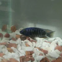 ماهی اسکار و ماهی سیچیلاید|ماهی|ساوه, |دیوار