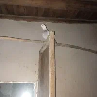 کبوتر|پرنده|مرند, |دیوار