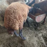 ۳تا نر کیلو نیستن|حیوانات مزرعه|گرگان, |دیوار