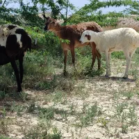 بره های داشتی