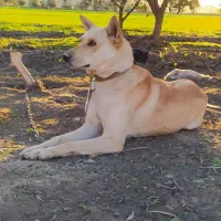 گرگی|سگ|مینودشت, |دیوار