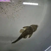 کت پوزه|ماهی|فلاورجان, |دیوار