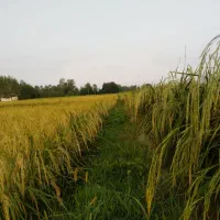 1000 متر مربع زمین مزروعی مکانیزه