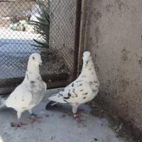 جفت گلی پلاکی