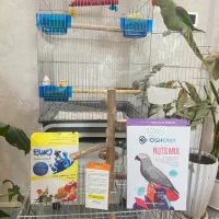 شاه طوطی دستی و آرام و جوان زیبا|پرنده|شیراز, ارم|دیوار