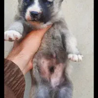 توله هاسکی سیبرین|سگ|خرم‌آباد, |دیوار