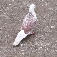 ۷ کبوتر  درجه یک  در خدمت هستم