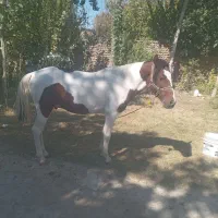 اسب اصیل ونجیب