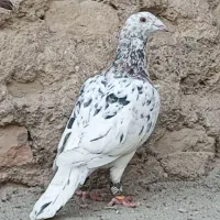 کفتر سار سرور هفرنگ نر قور قوری