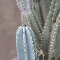 کاکتوس|گل و گیاه طبیعی|گتاب, |دیوار