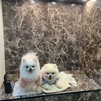 سگ پامر خرسی|سگ|کرج, مصباح|دیوار