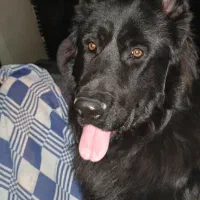 ژرمن بلک کینگ سایز