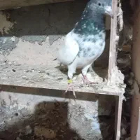 تیدی سرحال|پرنده|بندر ماهشهر, |دیوار