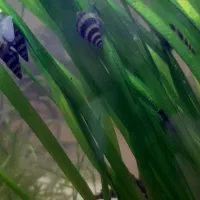 حلزون کیلر|ماهی|رودهن, |دیوار