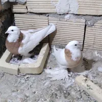 کبوتر طوقی|پرنده|خوانسار, |دیوار