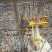 سلام یه جفت عروس بادوتا جوجه