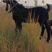 بز نر