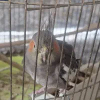 یک عدد عروس هلندی همراه با قفس|پرنده|شیروان (خراسان), |دیوار