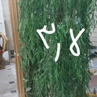 درختچه های زینتی