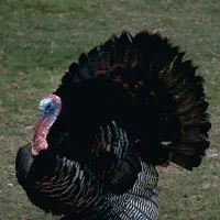 بوقلمون وغاز و اردک