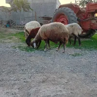 ۱راس گوسفند افشاری جنس