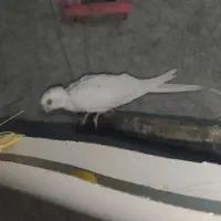 عروس هلندی آلبینو