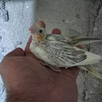 جوجه عروس هلندی سرلاکی|پرنده|قشم, |دیوار