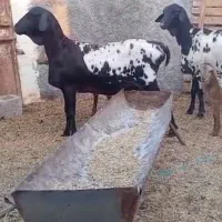 بره و میش آفریقایی|حیوانات مزرعه|رشت, کوی مهر|دیوار