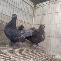 کبوتر زینتی تزیینی دم چتری آمریکایی یو|پرنده|محمودآباد, |دیوار