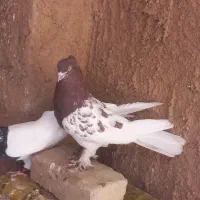 کبوتر کله ای