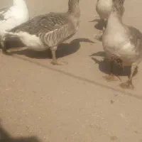 غاز|حیوانات مزرعه|نهبندان, |دیوار