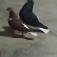 کفتر|پرنده|اسفرورین, |دیوار