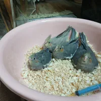 فروش فوری جوجه عروس هلندی سالم و در حال یادگیری